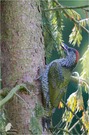 Grünspecht (Picus viridis)