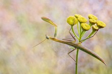 Mantis religiosa