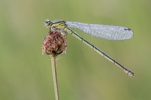 weibliche Hufeisen-Azurjungfer