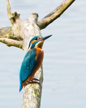 Eisvogel der Erste