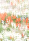 Margeriten-Tapete mit Mohn- und Kornblumen