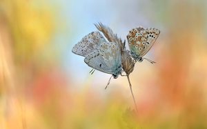 Schlafplatz für Drei