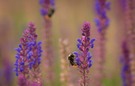 Wiesensalbei mit Bestäuber