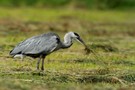 Graureiher