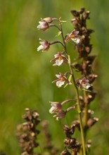 "Orchideentraum" nannte Angela ihr schönes Bild...