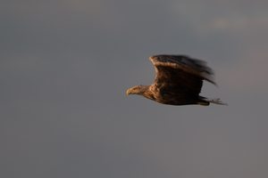 Seeadler