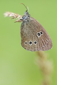 Schornsteinfeger, Aphantopus hyperantus