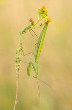 Mantis religiosa