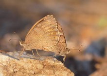 Eisenfarbiger Samtfalter (Hipparchia statilinus) Kopula