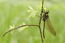 Falkenlibelle