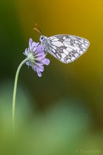 Melanargia galathea