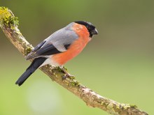 Dieses Jahr habe ich 6 Dompfaffen im Garten,