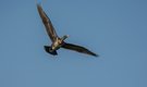 der fliegende kormorane
