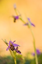 Ophrys apifera