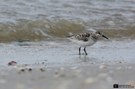 Sanderling