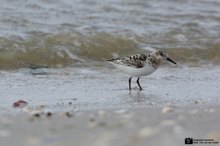 Sanderling