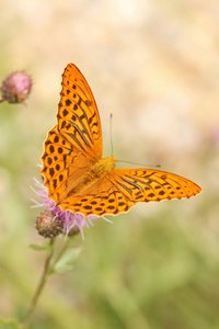 Kaisermantel Argynnis paphia