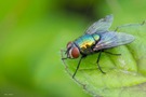 Schmeißfliege