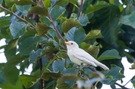 Albino Sperling