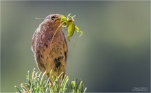 Mahlzeit