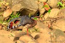 Sunbittern - Eurypyga helias - Sonnenralle