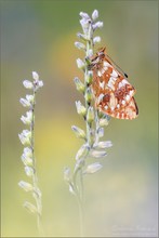 ~ boloria pales ~