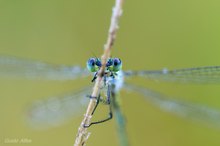 Lestes virens