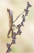 Gottesanbeterin (Mantis religiosa)