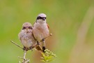 Der Vater mit dem Sohne