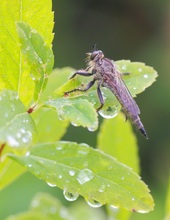 Weibchen der Schlichten Raubfliege