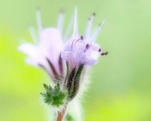 Phacelia