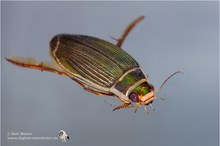 Gelbrandkäfer-Weibchen