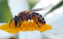 Sandbiene - Andrena flavipes