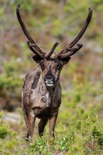 Rentier in Lappland