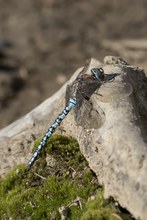 Alpen Mosaikjungfer (Aeshna caeruela)