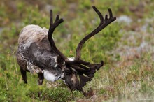 Ren in Lappland