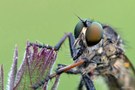 Garten-Raubfliege Neomochtherus geniculatus.