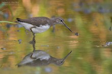 Waldwasserläufer