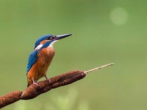 Eisvogel-Nachwuchs