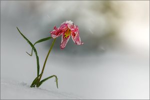 Vom Schnee überrascht