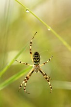 Spinne am Morgen ....