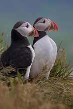 Puffins von Island