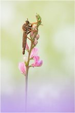 Der rote Räuber (Stenopogon sabaudus)