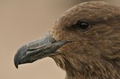 Skua Portrait – wildlife