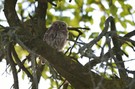 Steinkauz in seinem BAum