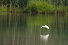 Seidenreiher im Grünen