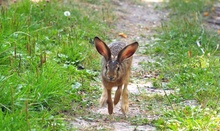 Meister Lämpchen - Überraschung auf dem Waldweg