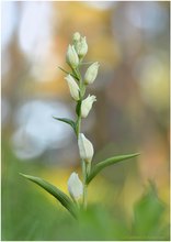 Cephalantera damasonium