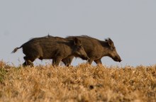 Vom Wald ins Feld