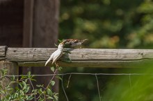 Albino Sperling